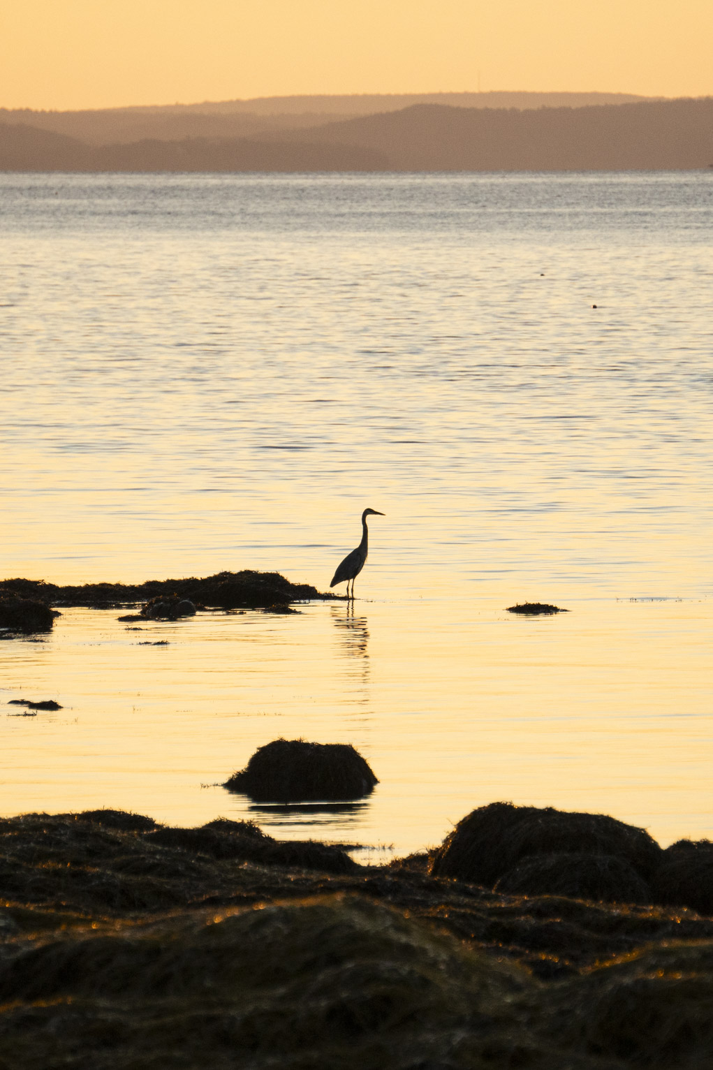 A heron stands in water yellowed by sunset